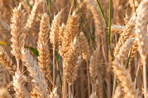 大麦与小麦的区别图解