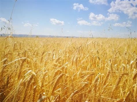 大麦在北方种植最佳时间