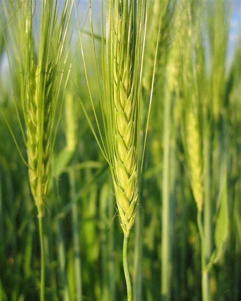 大麦在华北几月种植