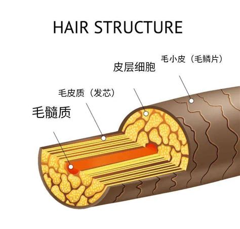 头发的微观结构
