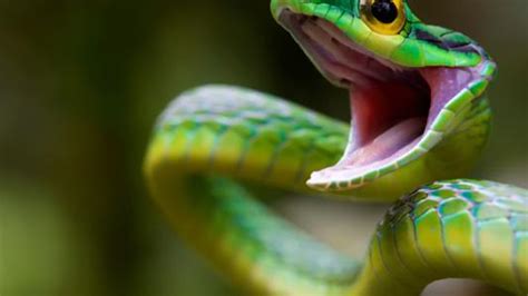 女人梦见一条绿色的蛇