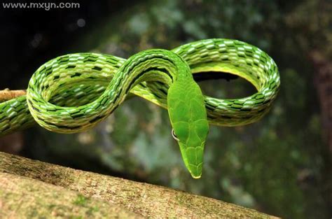 女人梦见绿色的蛇