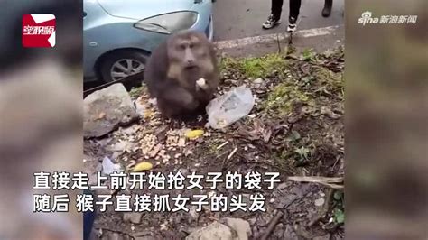 女子回应景区喂猴子被攻击