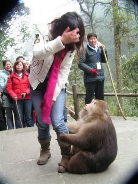 女子景区给猴子喂食时被掌掴