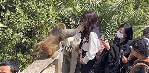 女子给猴子喂食被掌掴 景区回应1