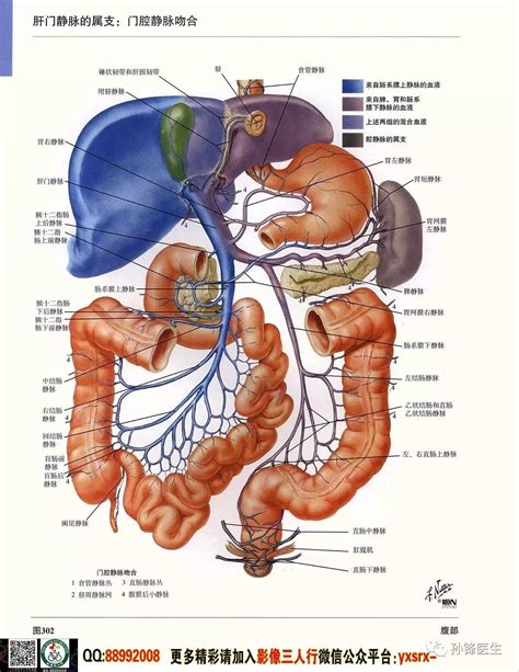 女性人体下腹部解剖结构