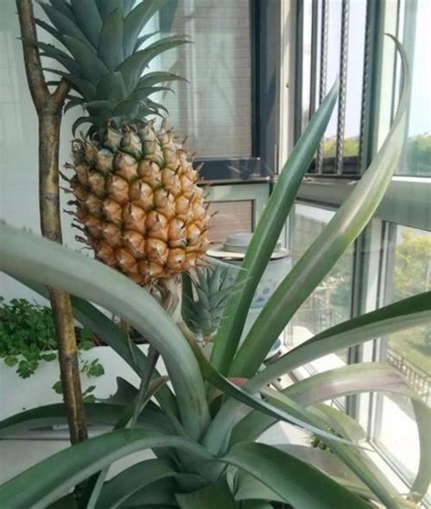 如何在家盆栽种植菠萝