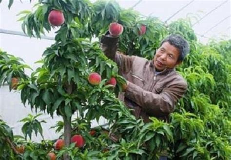 如何种植桃子