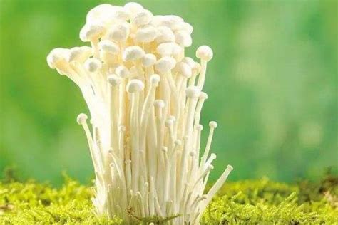 如何种植金针菇