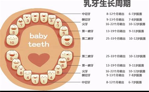 婴儿什么时候长牙