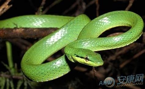 孕妇做梦梦到绿色的蛇是什么预兆