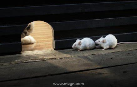 孕妇梦见三只死老鼠