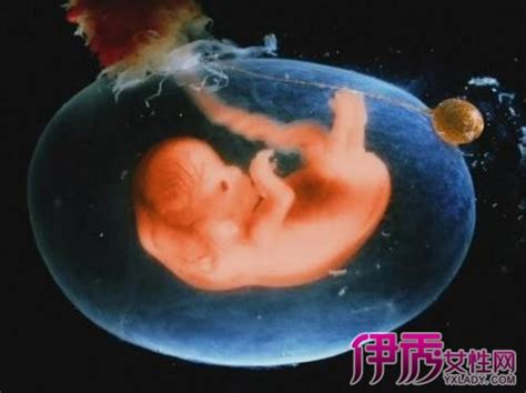 孕11周的胎儿的真实图