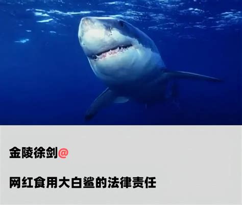 官方认定了网红食用的大白鲨