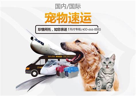 宠物运输推广方案策划