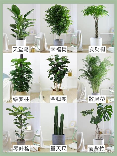 客厅适合种什么大型植物