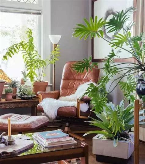 室内客厅适合种什么植物