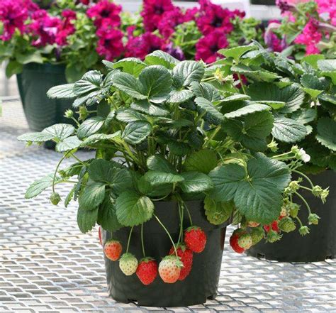 室内盆栽草莓苗的种植方法