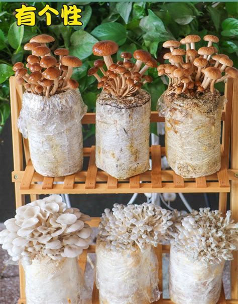 室内蘑菇种植加盟