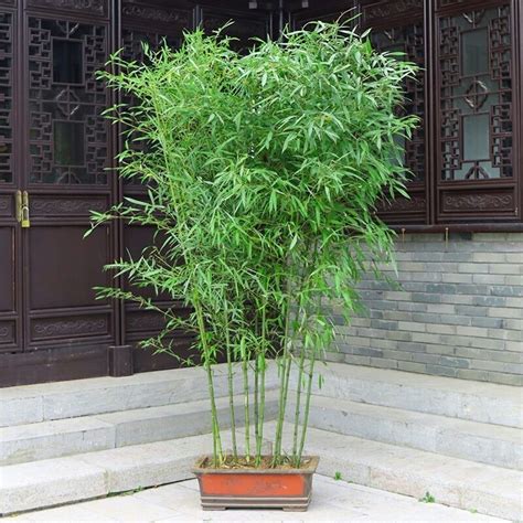 家养竹类植物