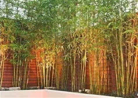 家庭庭院适合种植的竹子