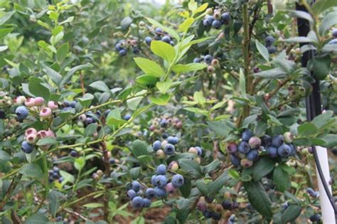 家庭适合种植蓝莓树