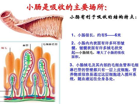 家畜的小肠内部结构ppt