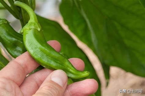 家里吃的辣椒籽可以发芽吗