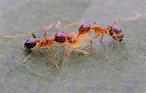 家里有蚂蚁代表什么预兆