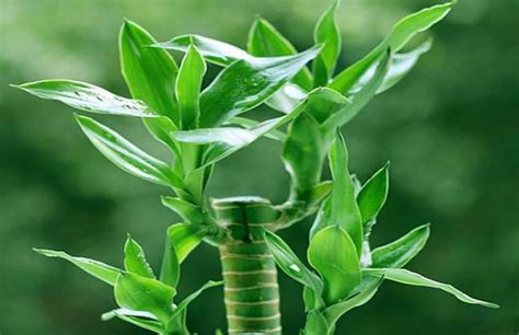 富贵竹的正确种植方法