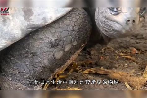寺庙里二五年的乌龟突然死亡