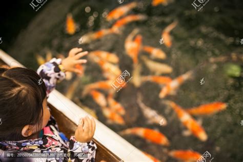 小女孩喂50斤的景观鲤鱼