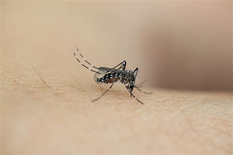 小小吸血蚊