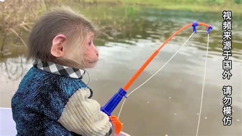 小猴子钓鱼的视频