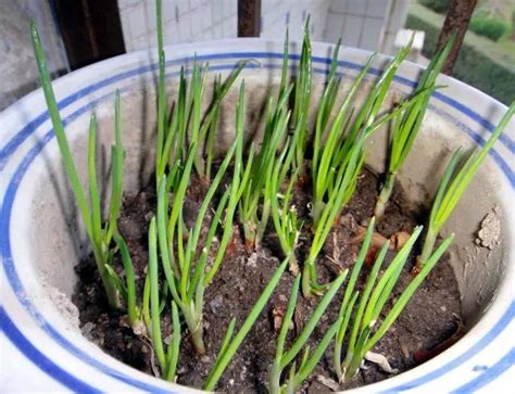 小葱怎么在花盆里种长得快