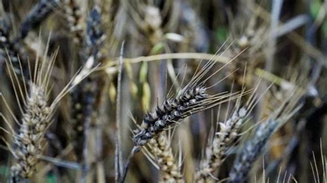 小麦下雨发芽致农户损失特别大