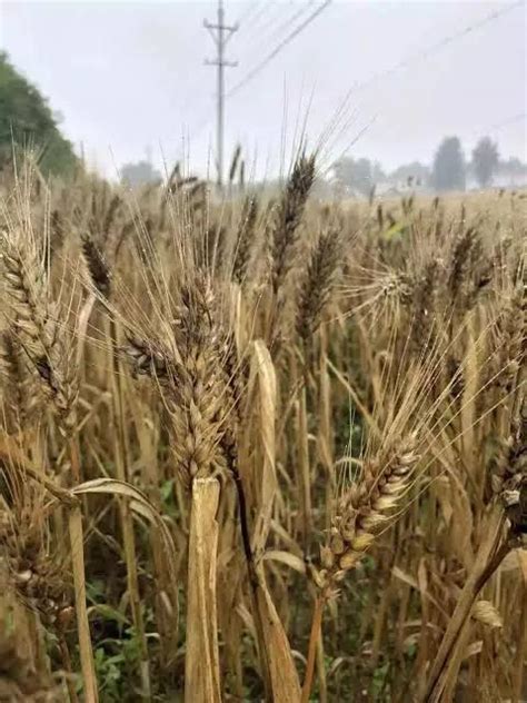 小麦下雨 发芽农户哭诉损失惨重