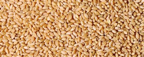 小麦蛋白质含量百分之多少