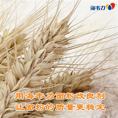山东今日小麦最新价
