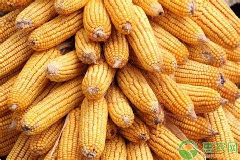 山东玉米最新收购价格