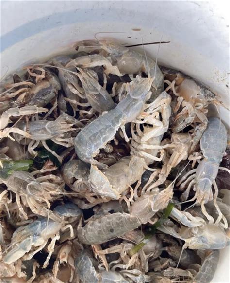 山东退潮捡几百只虾
