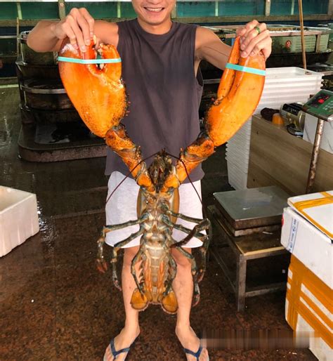 巨型帝王蟹vs巨型大龙虾