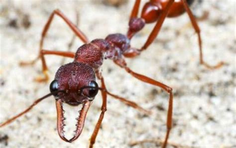 巨型蚂蚁叫什么