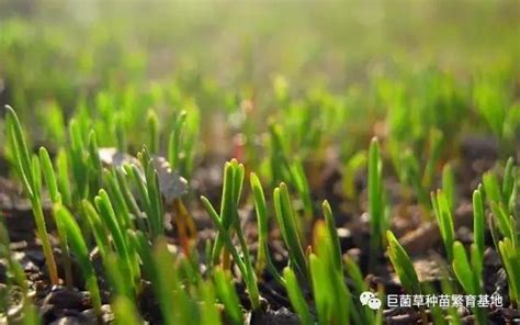 巨菌草如何种植
