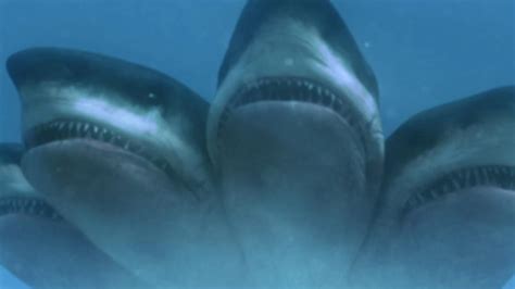 巨齿鲨对战五头鲨