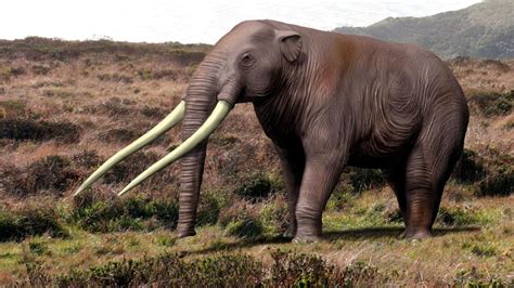 已经灭绝的最大的大象