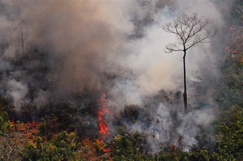 巴西森林大火烧了多久