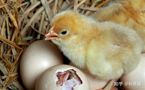 市场卖的土鸡蛋能不能孵出小鸡