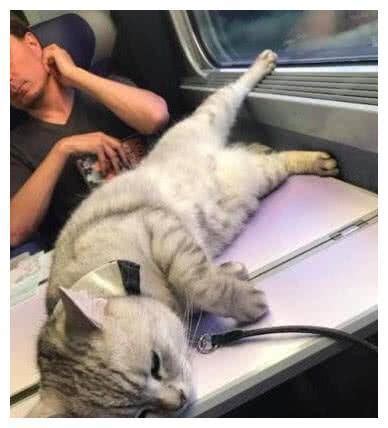 带猫咪上火车需要什么手续