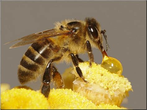 常见的蜜蜂蜂种